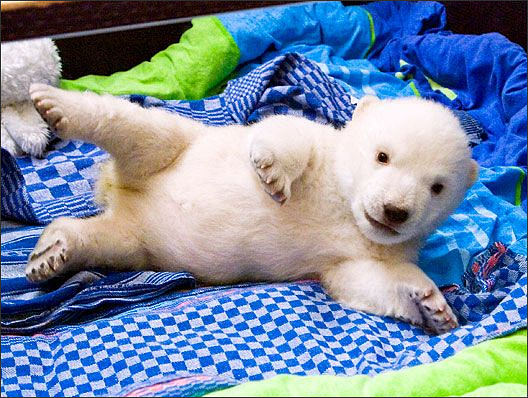 Baby polar bear Flocke rolling on her side on her blue blanket.